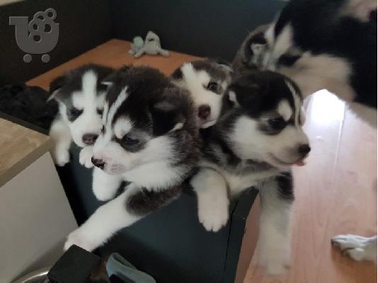 PoulaTo: Πωλούνται κουτάβια Siberian Husky